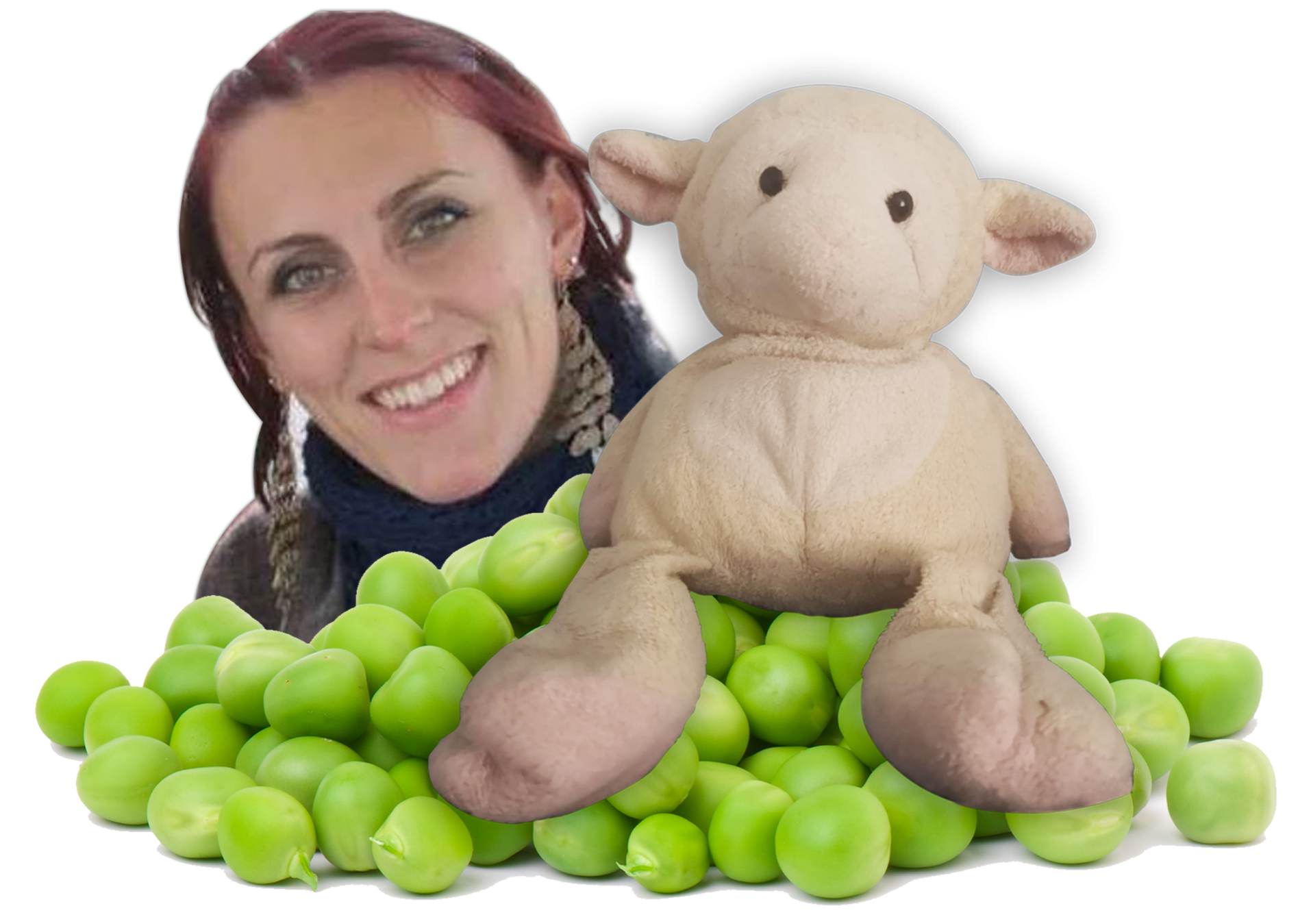 Shirley sheep pea victoria