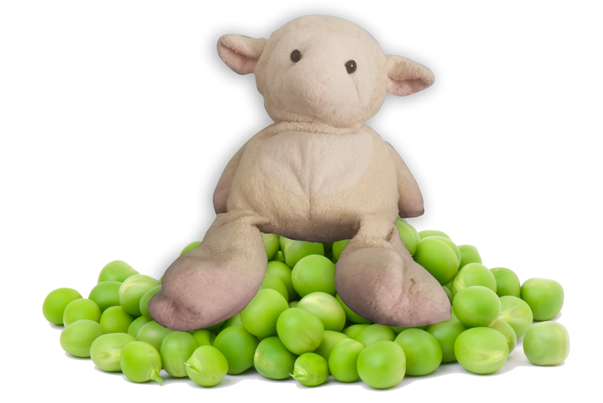 shirley sheep pea